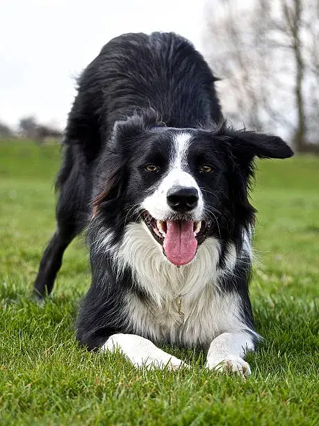 black miniature australian shepherd