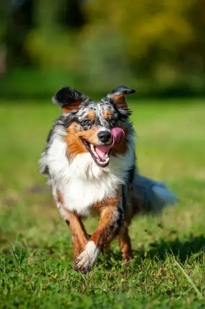 miniature blue merle australian shepherd