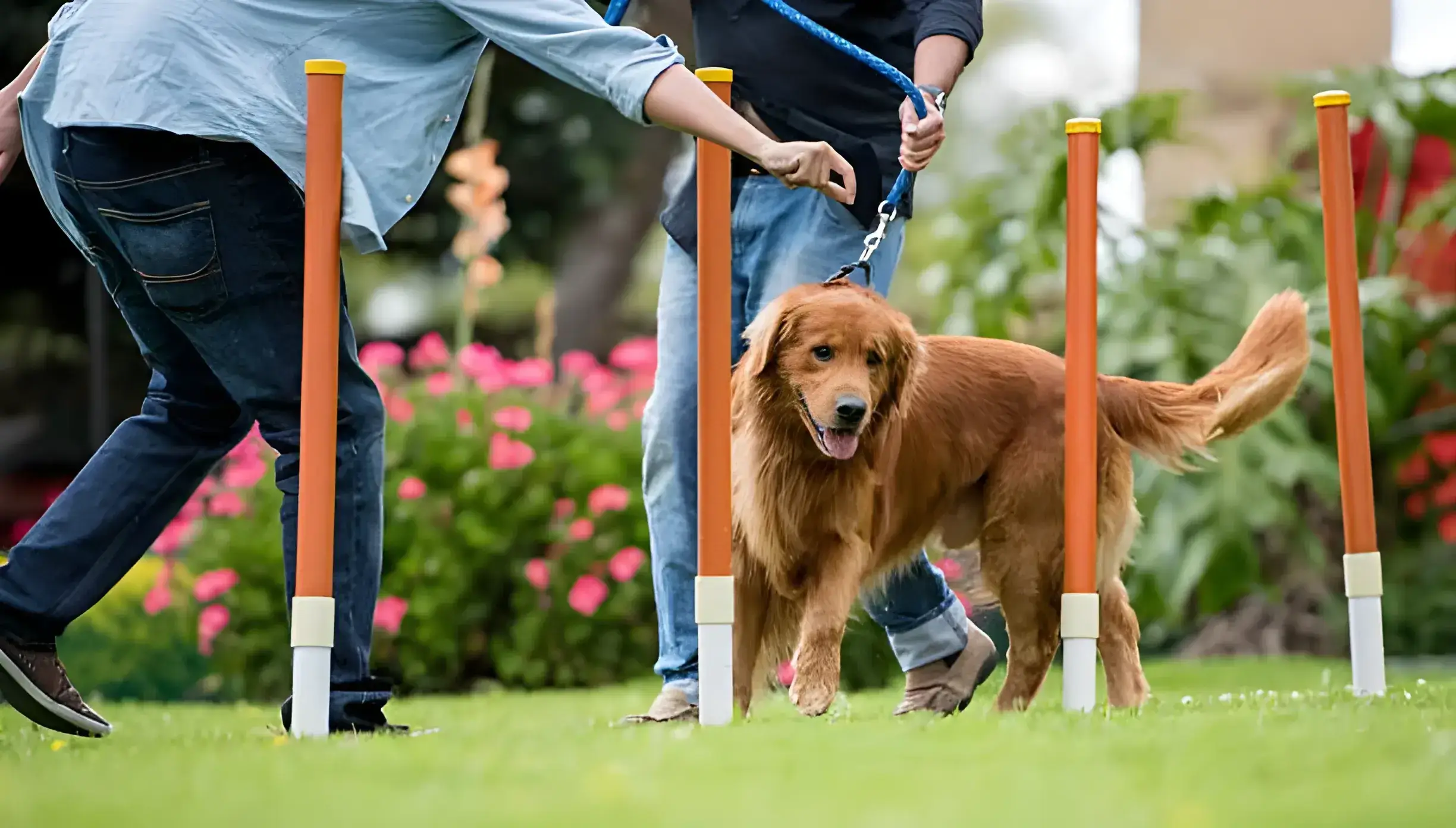 teaching dog tricks