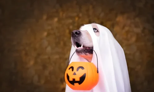 Is Trick-or-Treating Safe for Dogs? Your Essential Halloween Guide