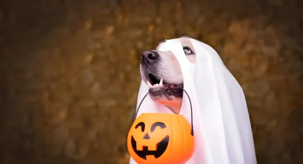 Is Trick-or-Treating Safe for Dogs? Your Essential Halloween Guide
