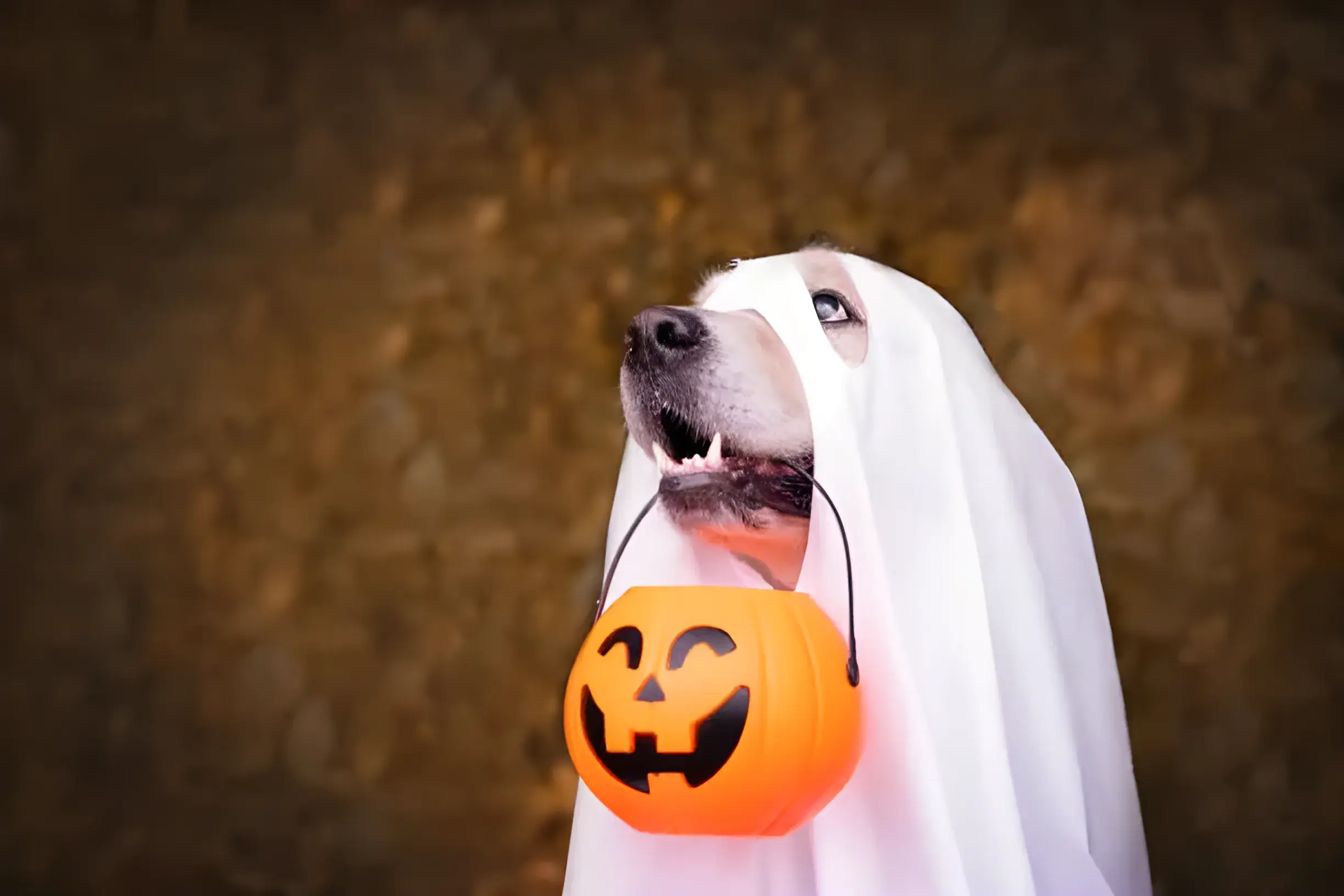 trick-or-treating for dogs