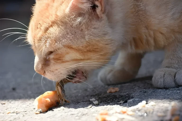 why does my cat keep puking up her food