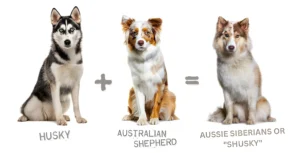 Australian Shepherd Husky Mix