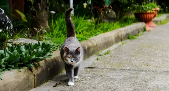 Do Cats Always Come Back Home? Essential Tips for Finding a Lost Cat