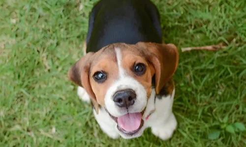 The Best Medium-Sized Short-Haired Dogs: Find Your Perfect Match