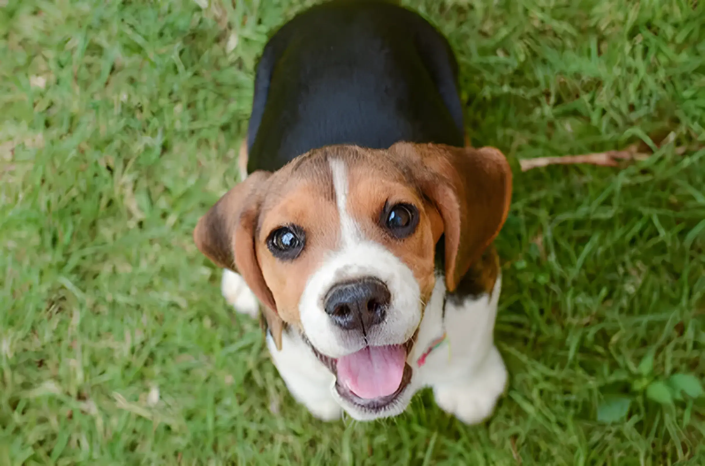 Medium-Sized Short-Haired Dogs