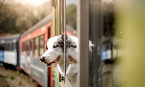 How Do You Travel with a Big Dog on a Train? Answer
