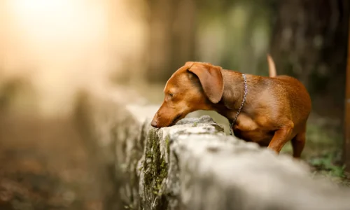 Can Dogs Smell Rats in the Walls? Yes (Facts Explained)