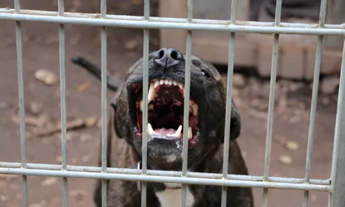 Can You Rehabilitate an Aggressive Pitbull? Yes (Tips)
