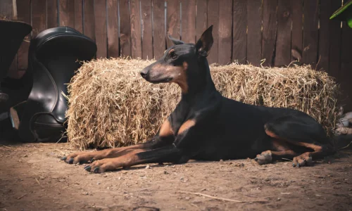 Do Dobermans Need Large Breed Puppy Food?